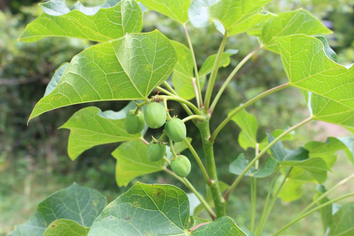 Jatropha curcas L.